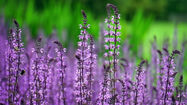 lilacs-1451676_640