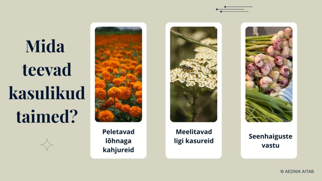 Taimekaitse söödavate lilledega